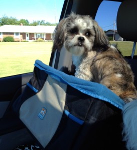 doggie car booster seat
