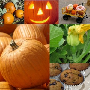 Pumpkin Collage Pumpkin Collage