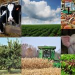 collage of crops