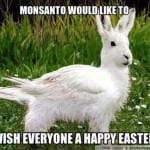 Monsanto rabbit chicken