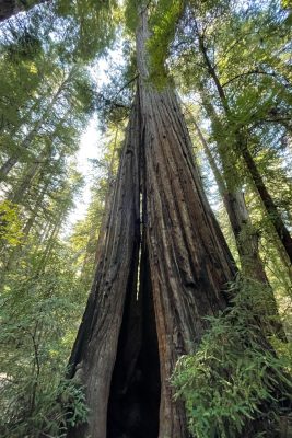 Armstrong Redwoods State Natural Reserve