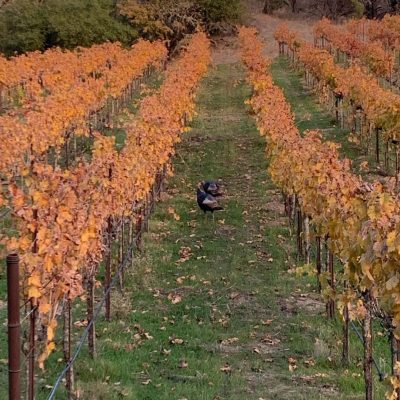 wild turkeys in the vineyard at Notre Vue